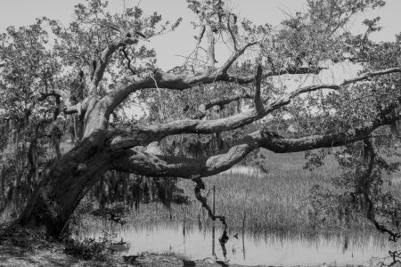 Een oude live oak op de Boone Hall plantage